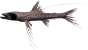 Image of a Abyssal Spiderfish