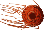 Image of a Atolla Jellyfish