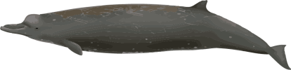 Image of a Baird's Beaked Whale