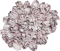 Image of a Barnacle