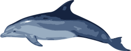 Image of a Bottlenose Dolphin Dive