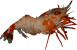 Image of a Caridea