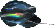Image of a Comb Jelly