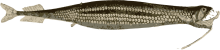 Image of a Dragonfish