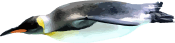 Image of a Emperor Penguin Dive