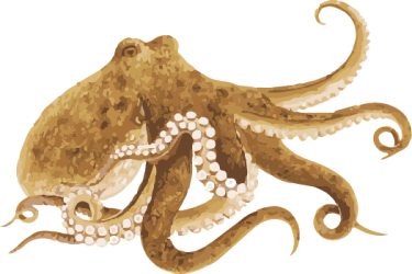 Image of a Giant Pacific Octopus