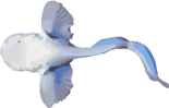 Image of a Hadal Snailfish