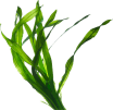 Image of a Kelp