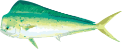 Image of a Mahi-mahi
