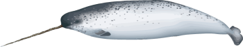 Image of a Deepest dive of a Narwhal