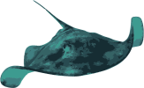 Image of a Pelagic Stingray
