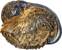 Image of a Scaly-foot Snail