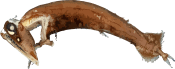 Image of a Stoplight Loosejaw