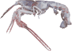 Image of a Terrible Claw Lobster