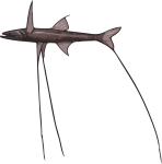 Image of a Tripod Fish